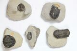 Lot: Assorted Devonian Trilobites - Pieces #119858-2